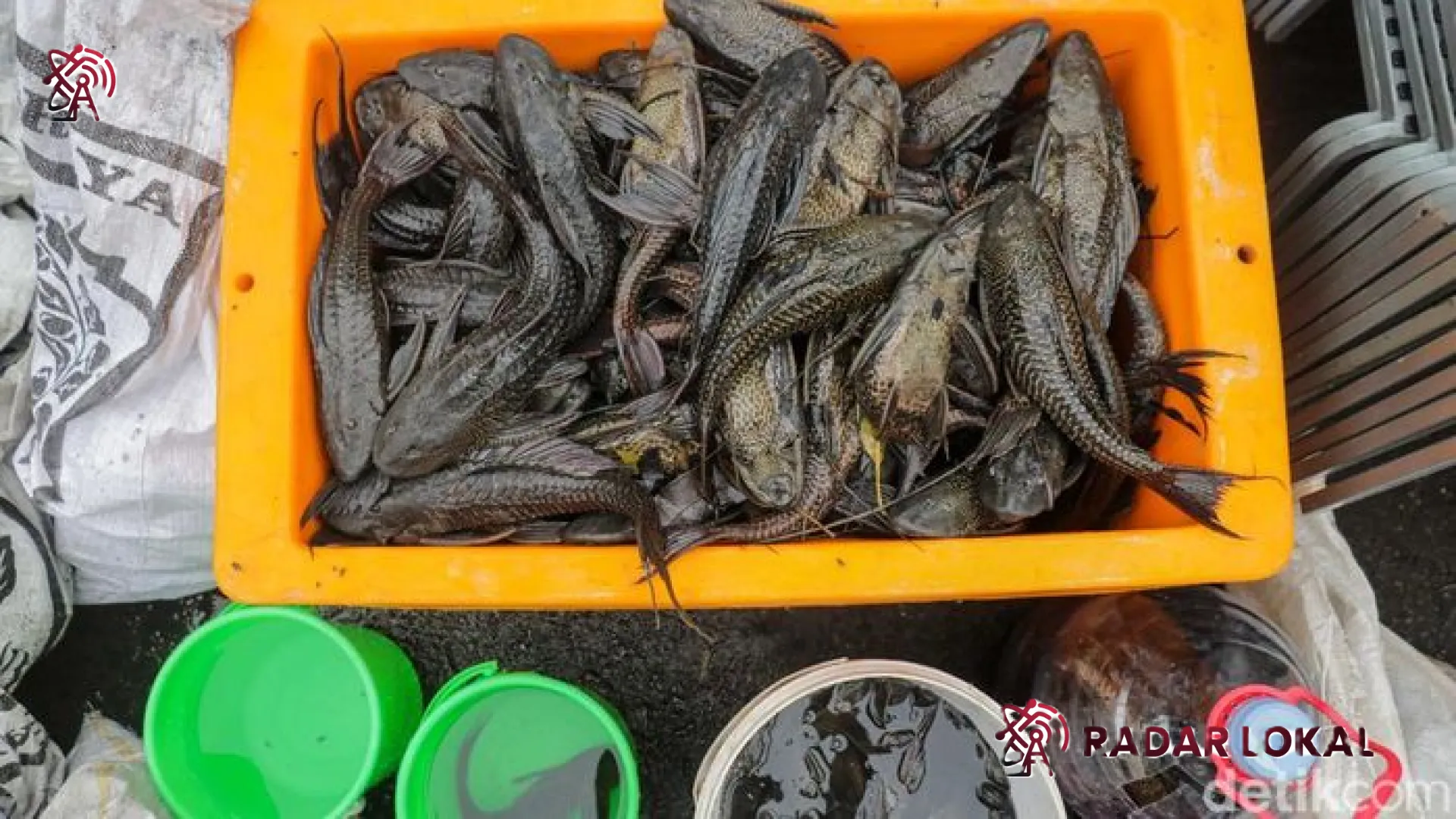 Fenomena Ikan Sapu-Sapu Berjalan di Daratan: Ancaman Invasif yang Lebih Tangguh dari Dugaan