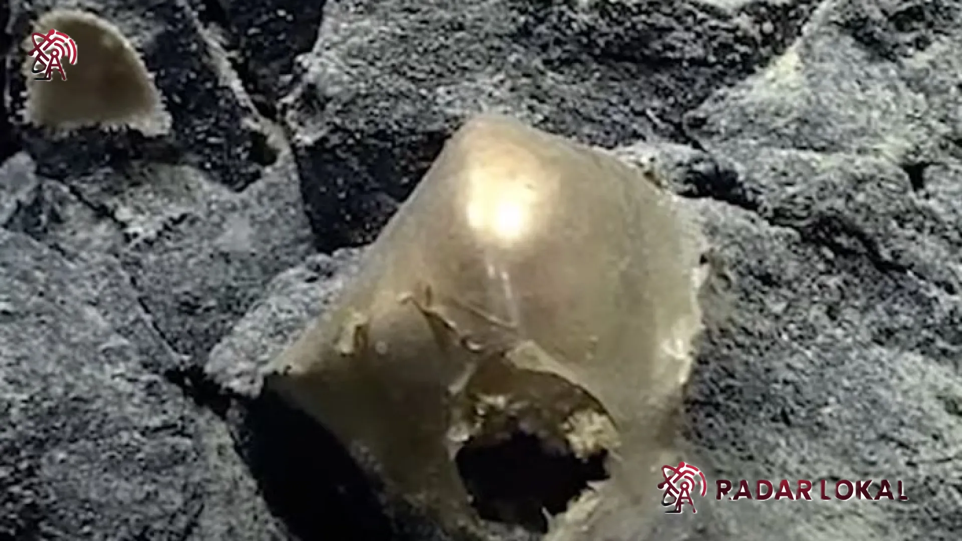 Misteri ‘Bola Emas’ di Kedalaman Samudra Alaska Terungkap: Jejak Makhluk Purba yang Tersembunyi