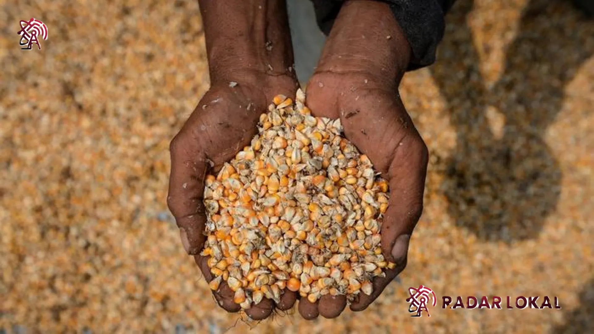 Strategi Bapanas Stabilkan Harga Pangan: 242 Ribu Ton Jagung Siap Diguyur ke Peternak