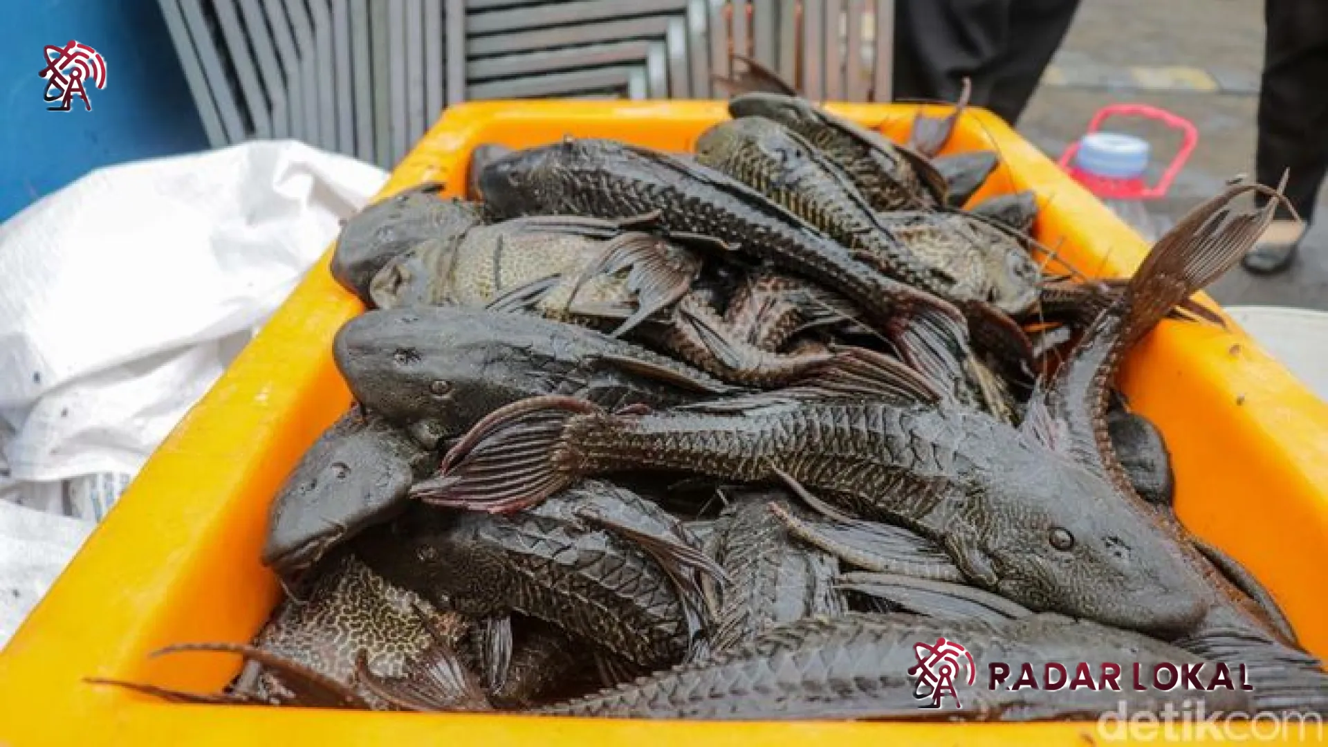 Misteri Invasi Ikan Sapu-Sapu: Antara Dilema Predator Alami dan Upaya Pemulihan Ekosistem Sungai Kita