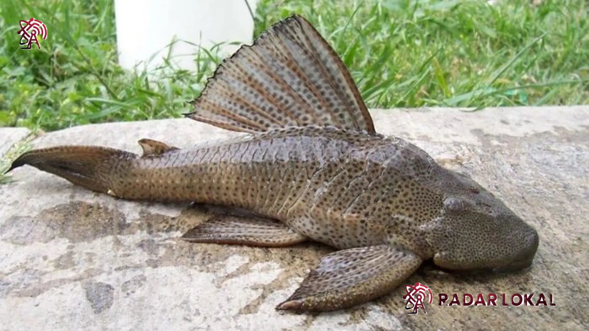 Mengubah Stigma Ikan Sapu-Sapu: Dari Hama Sungai Menjadi Komoditas Budidaya Bernilai Ekonomi