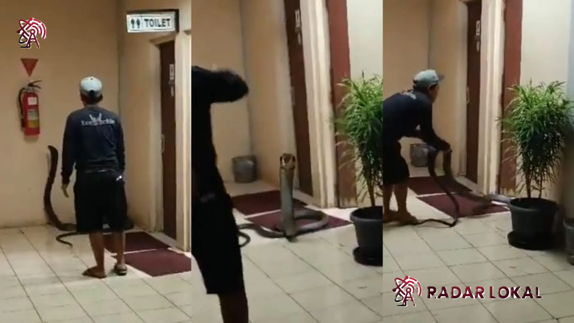 Teror Nyata! Viral King Cobra Berukuran Raksasa Masuk ke Toilet Kantor, Netizen: Saatnya Ajukan Surat Resign!
