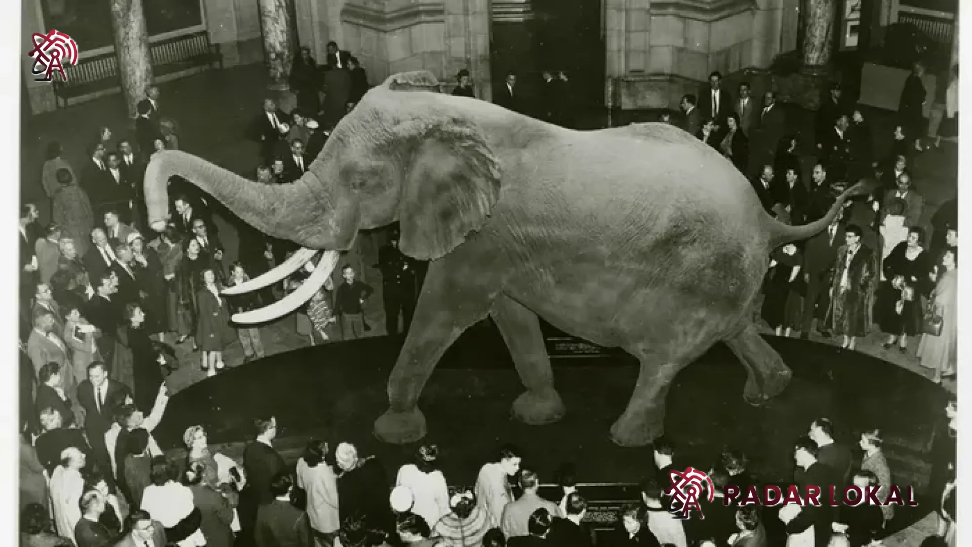 Melampaui Legenda T-Rex: Kisah Henry, Gajah Raksasa Angola yang Mengguncang Dunia Sains