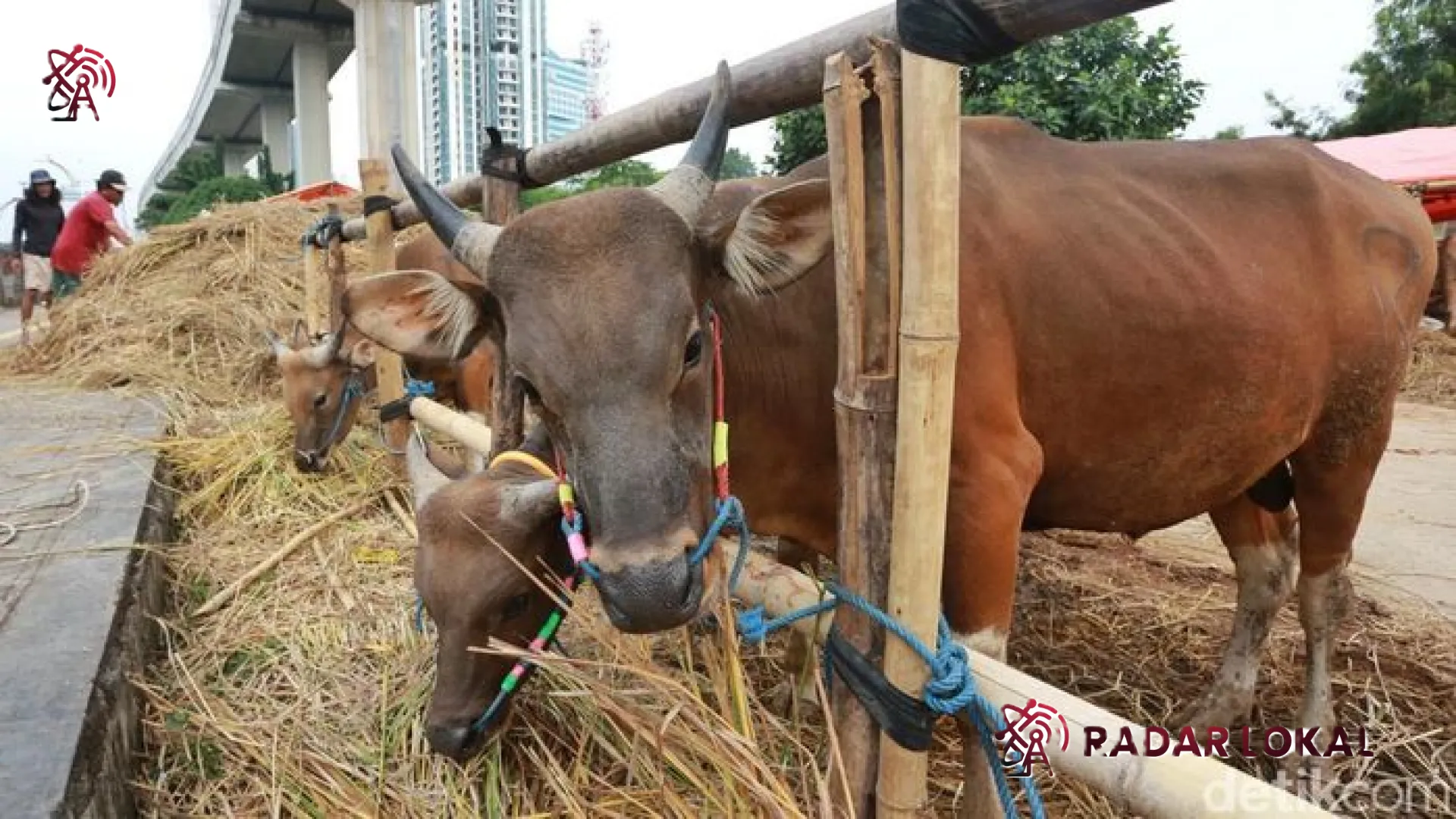 Pasokan Hewan Kurban 2026 Melimpah, Surplus 891 Ribu Ekor Jadi Angin Segar bagi Masyarakat