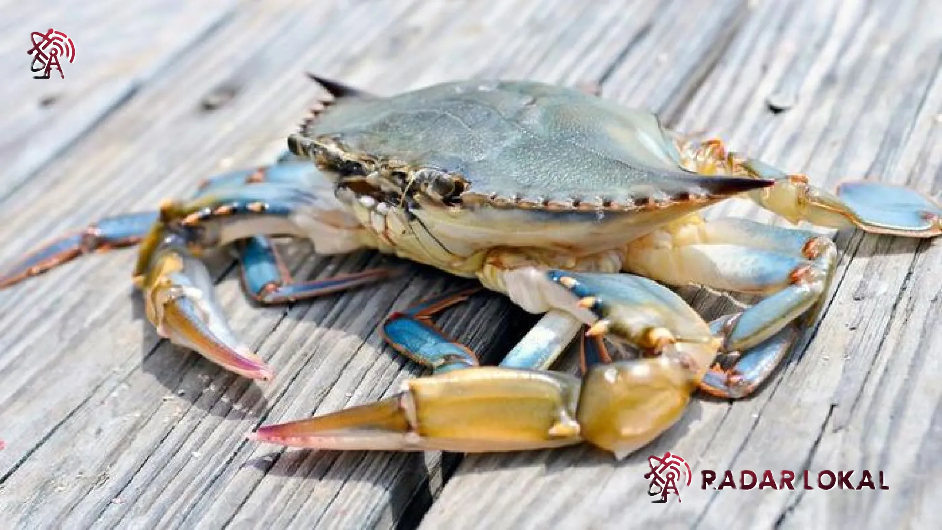 Misteri Evolusi: Mengapa Kepiting Berjalan Menyamping? Menelusuri Jejak Sejarah Sejauh 200 Juta Tahun