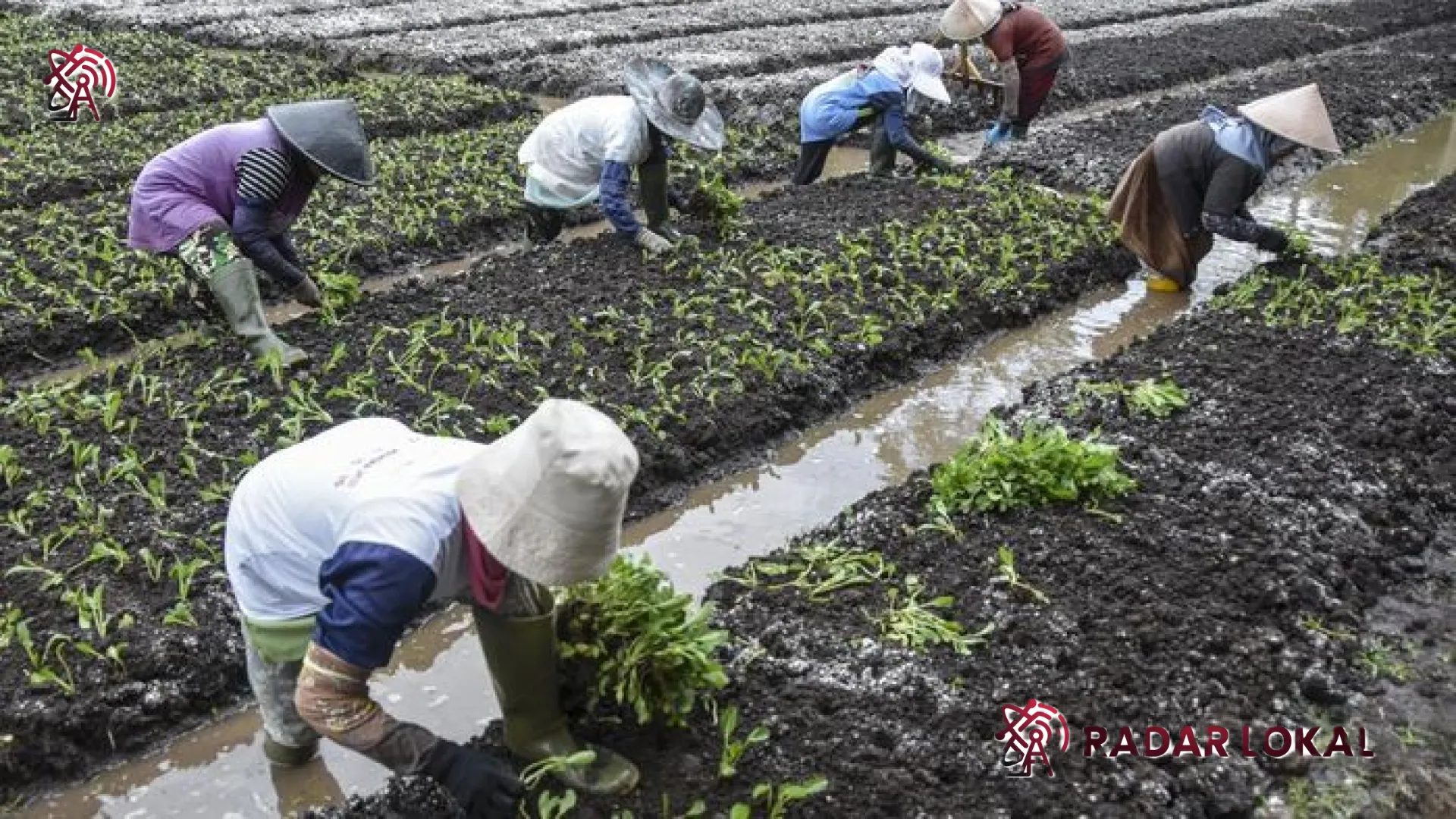 Kurs Rupiah Terkapar, Petani Menjerit: Ironi Dolar yang Merampas Kesejahteraan di Pelosok Desa