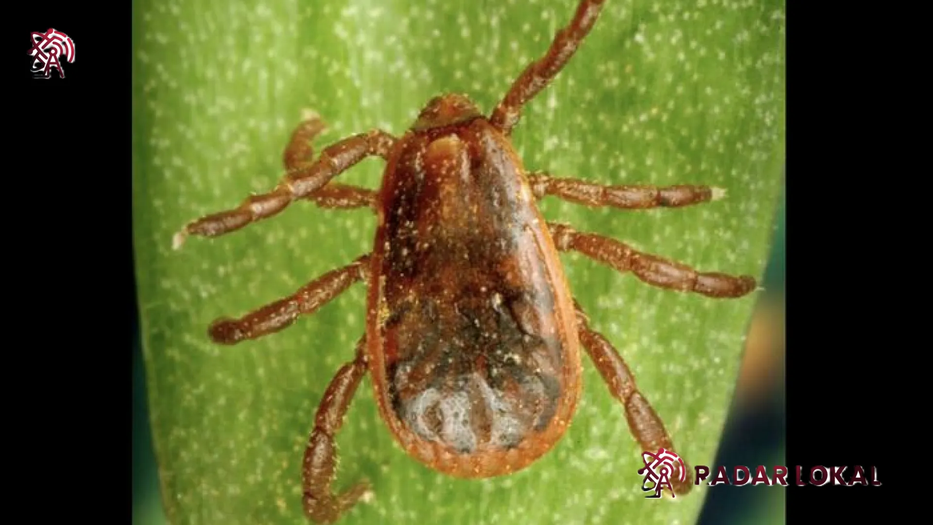 Misteri Pengisap Darah Viral di Threads Terpecahkan: Pakar Biologi Ungkap Bahaya Nyata Caplak Rhipicephalus