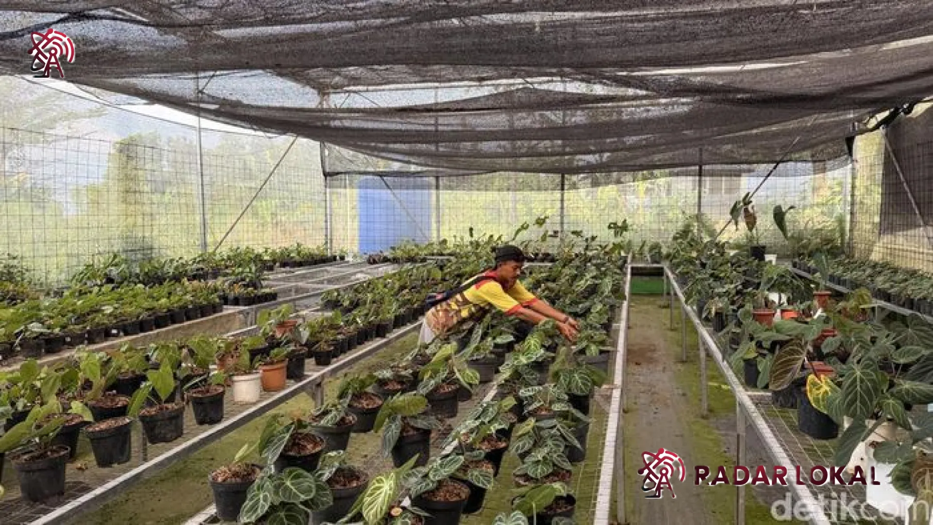 Inspirasi Desa Sukamantri Bogor: Menembus Pasar Ekspor Tanaman Hias Lewat Program Desa BRILian