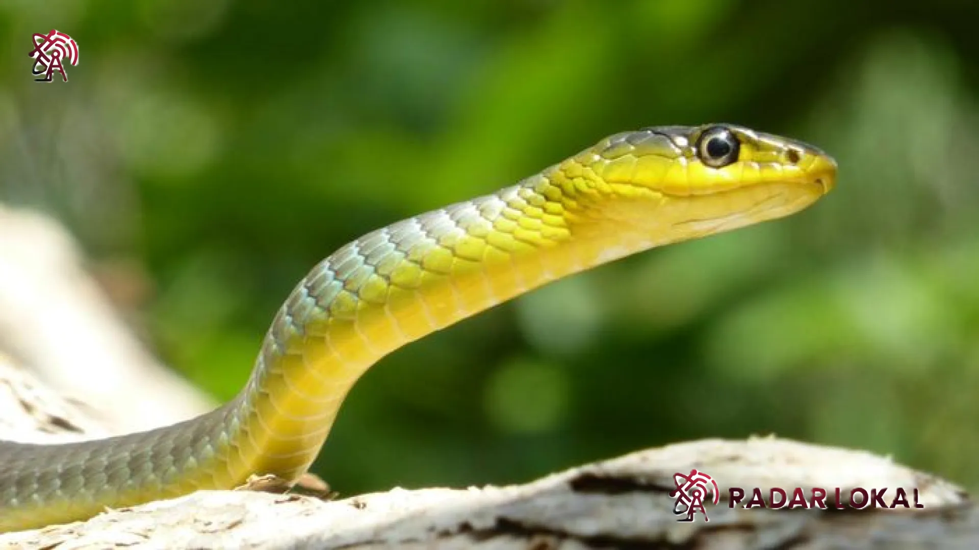 Bukan Garam! Inilah 11 Pengusir Ular Alami Paling Ampuh untuk Mengamankan Rumah Anda