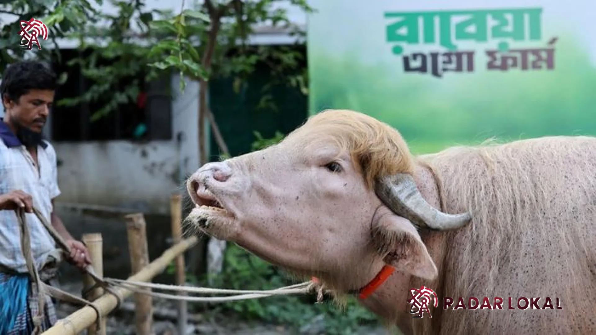Fenomena Kerbau Albino ‘Donald Trump’ di Bangladesh: Keajaiban Alam yang Mengguncang Dunia Maya