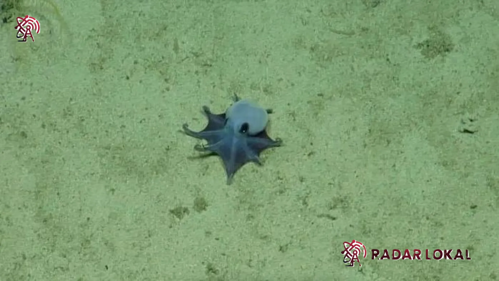 Keajaiban Biru dari Kedalaman Galapagos: Mengenal Microeledone galapagensis, Spesies Gurita Baru yang Menggemaskan