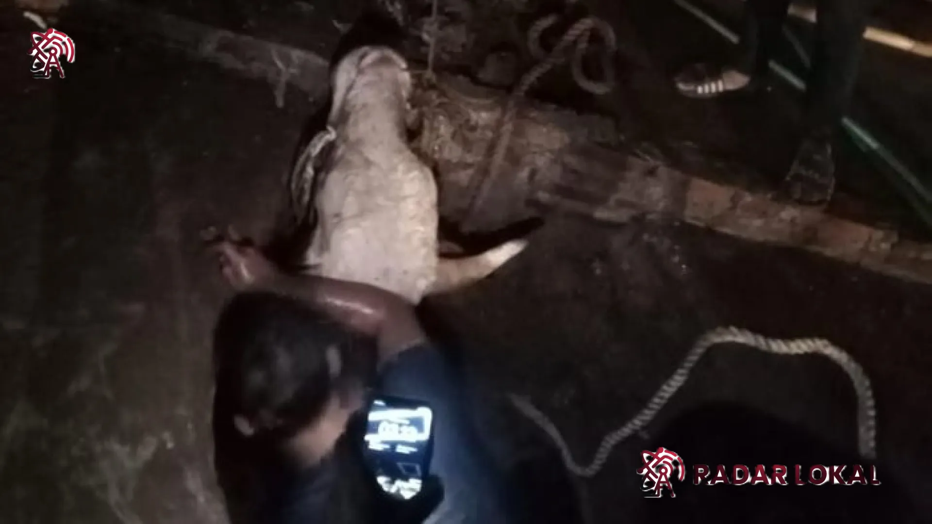 Drama Evakuasi Sapi Limosin di Cileungsi: Ngamuk Hingga Terperosok ke Parit Sedalam 3 Meter