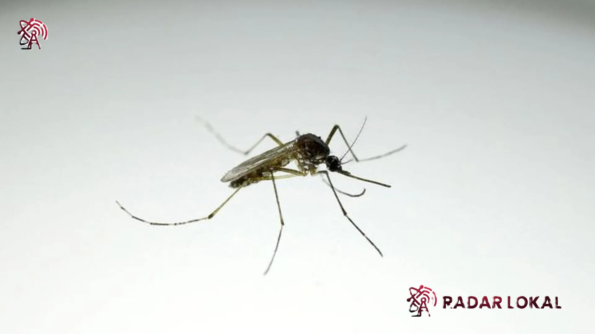 Misi Ambisius di Balik Pelepasan 32 Juta Nyamuk Google: Membedah Teknologi ‘Debug’ yang Mengubah Wajah Kesehatan Global