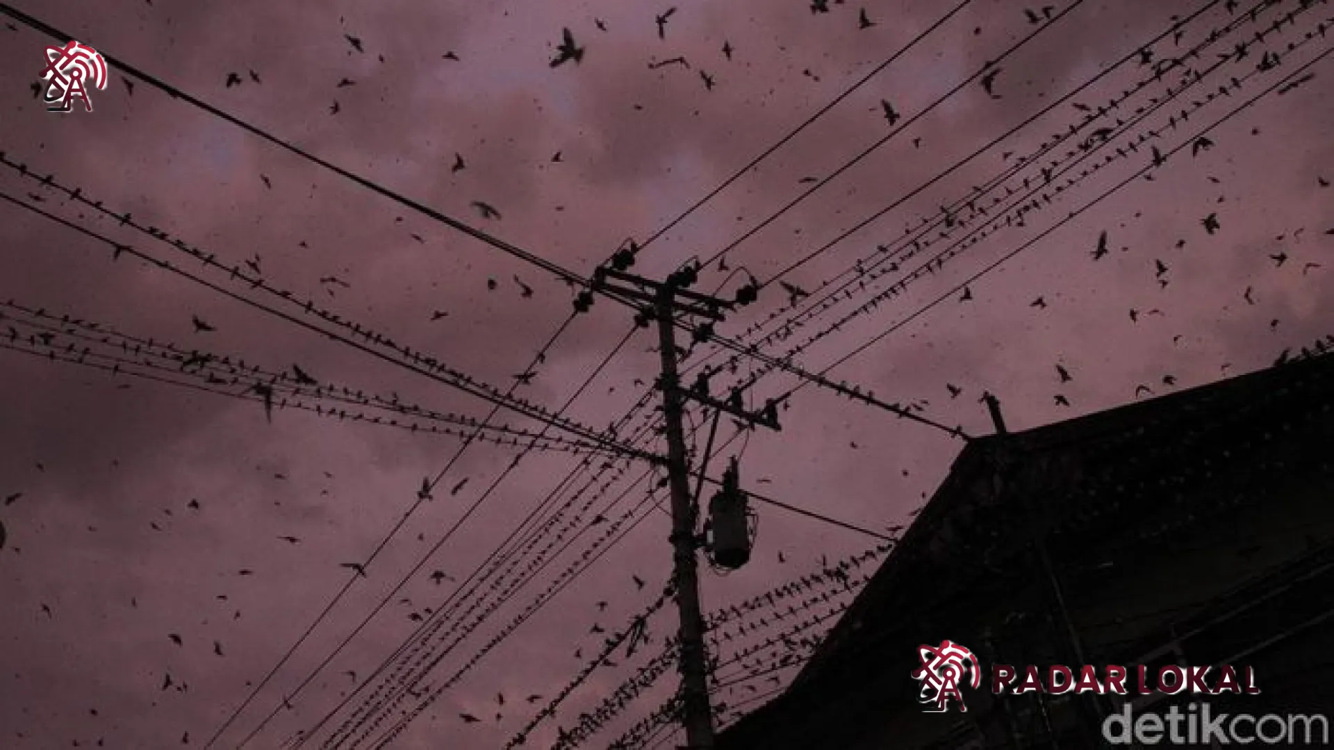 Misteri Burung Layang-Layang: Rekor Penerbangan 10 Bulan Tanpa Mendarat yang Mengguncang Dunia Sains