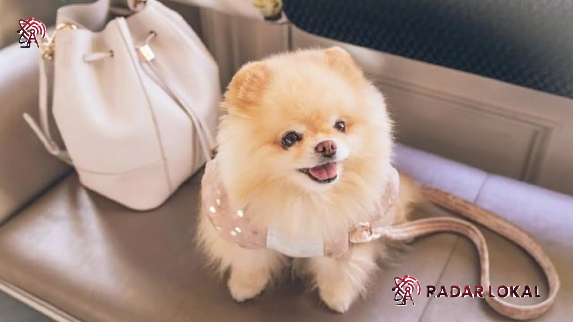 Misteri Perilaku Tak Lazim: Polisi Periksa Kejiwaan Pria Terkait Dugaan Pelecehan Anjing Pomeranian di Penjaringan