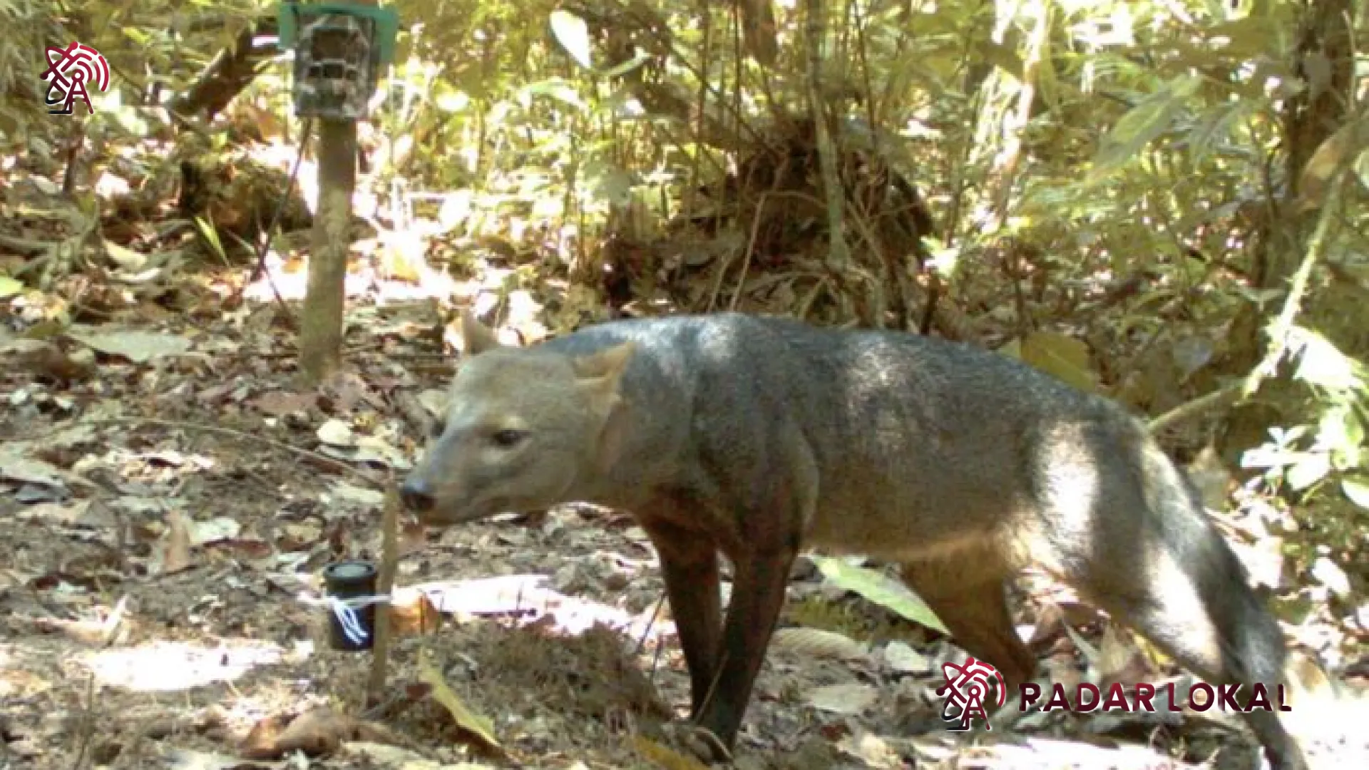 Menguak Misteri Sang Penjaga Rimba: Kisah 25 Tahun Menjelajahi Jejak ‘Anjing Hantu’ di Jantung Amazon