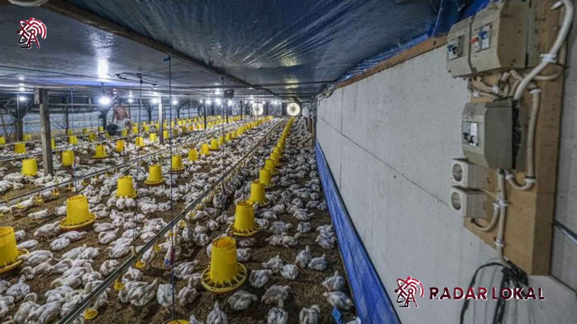 Jeritan Peternak Ayam: Harga Terjun Bebas ke Rp 13.000, Bayang-bayang Kebangkrutan Kian Nyata