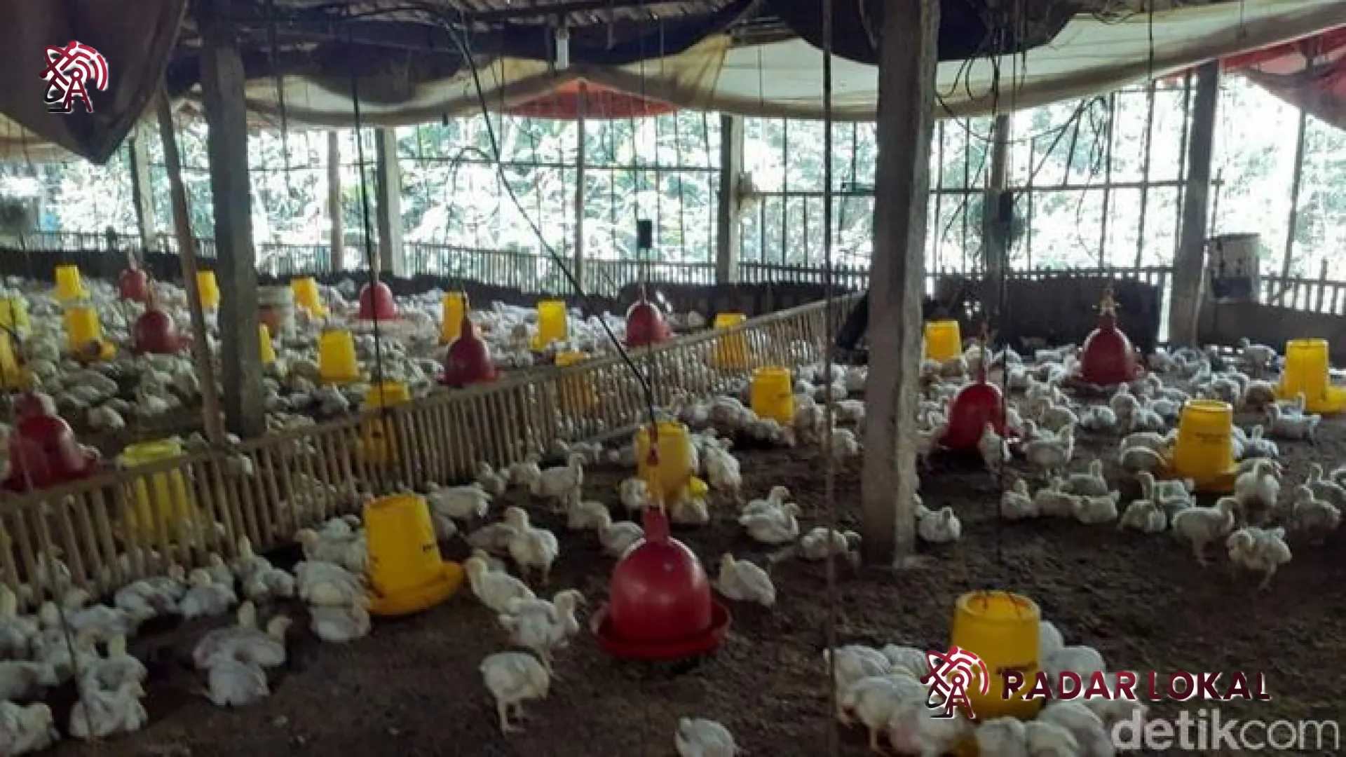 Badai Sektor Perunggasan: Harga Ayam Peternak Anjlok Drastis, Kementan Siapkan Langkah Intervensi Darurat