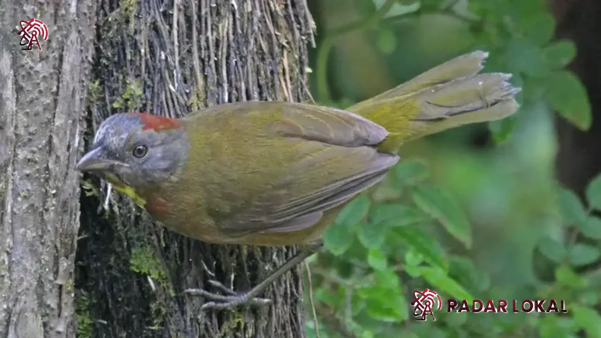 Misteri Hutan Papua: Menguak Rahasia Burung Beracun dengan Daging ‘Membakar’ yang Guncang Dunia Sains