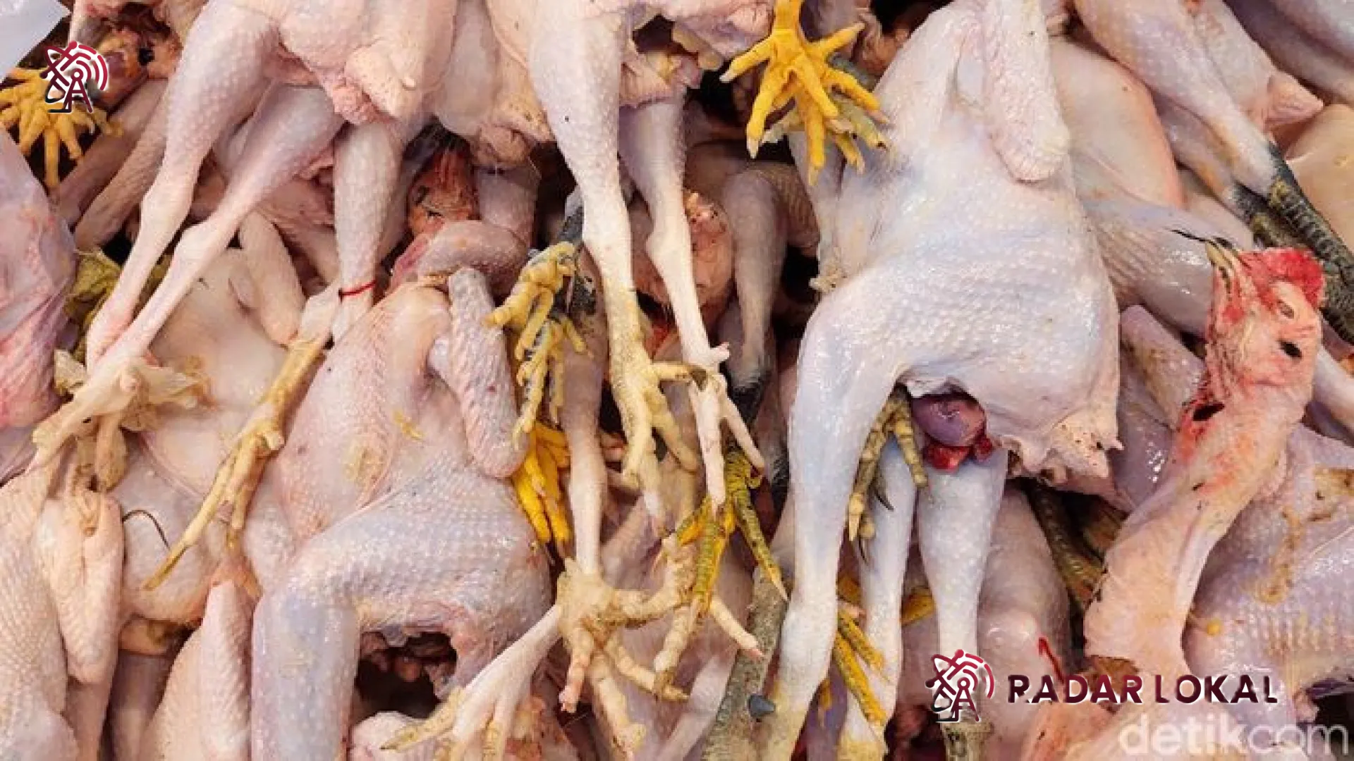 Ironi Harga Ayam: Peternak Menjerit Rugi di Tengah Tren Penurunan Harga Pasar, Apa Solusinya?